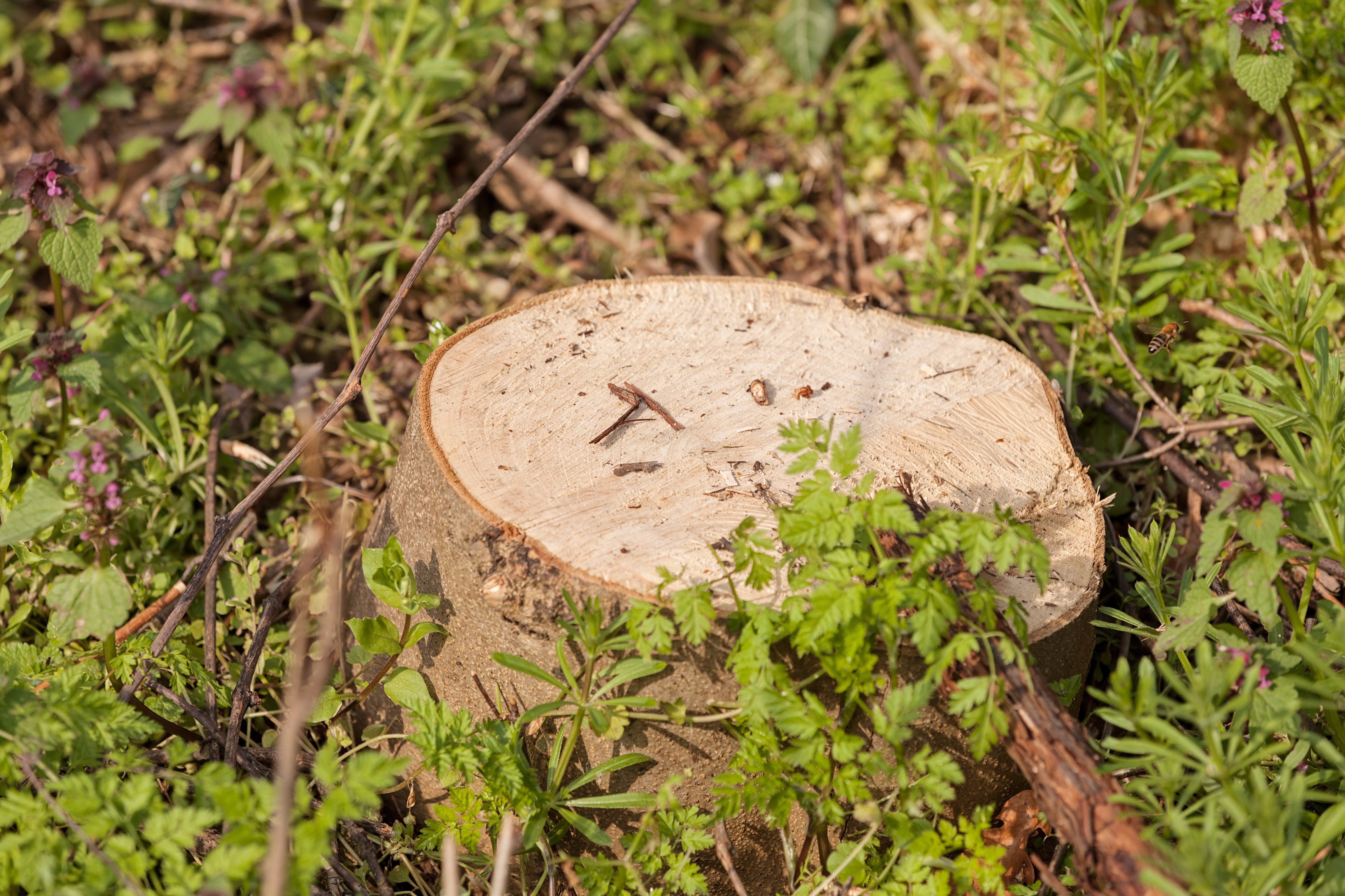 How to Get Rid of a Tree Stump